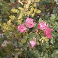 Rose bush floribunda Ã¢â¬â pink - Macea dendrological park - situated in the Arad county - Romania Royalty Free Stock Photo